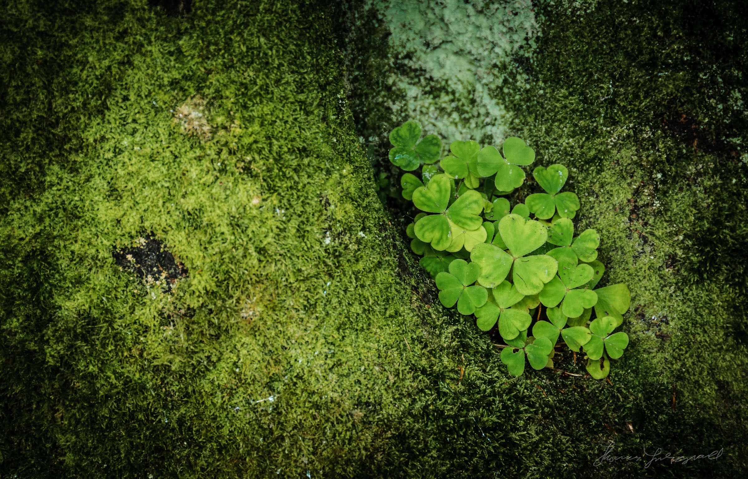 Happy St. Patrick's Day