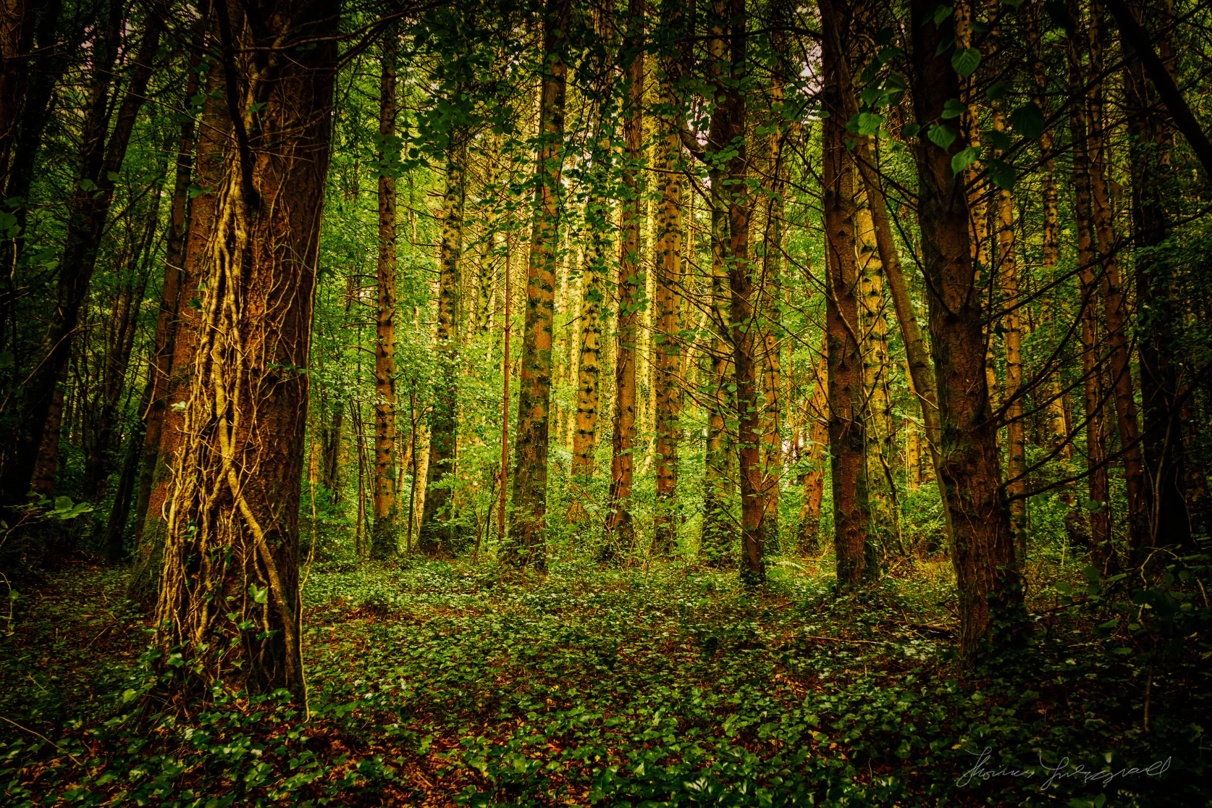 Golden Light in The Trees