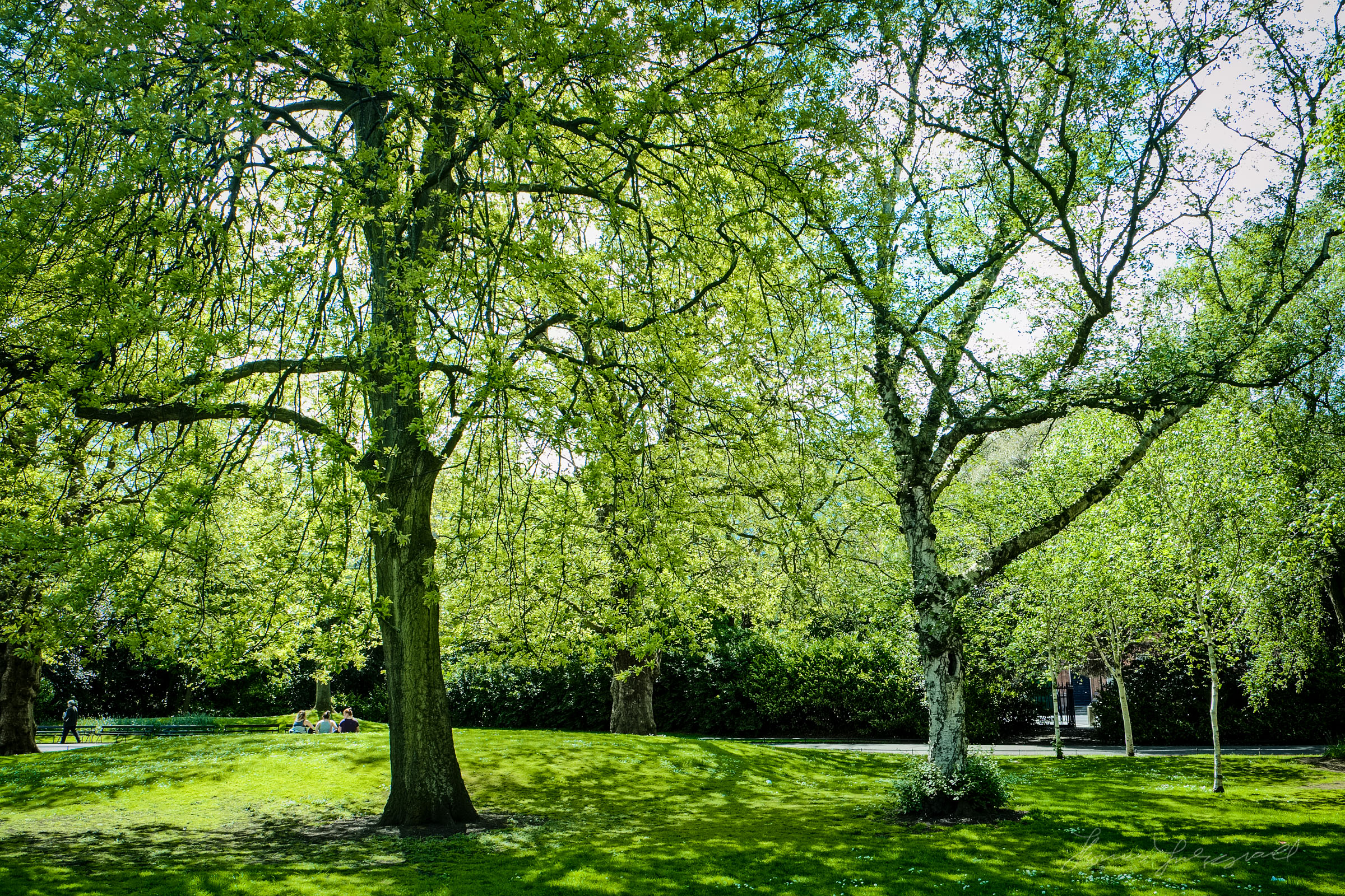 Trees in the Park