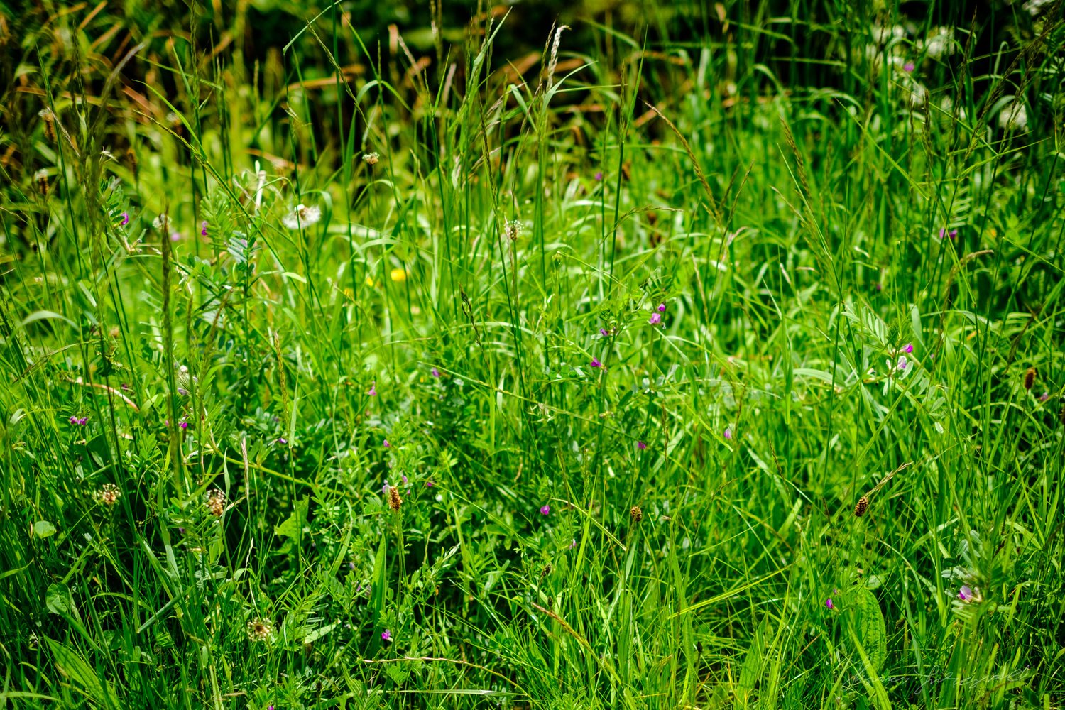 fuji reveal 1.3 review