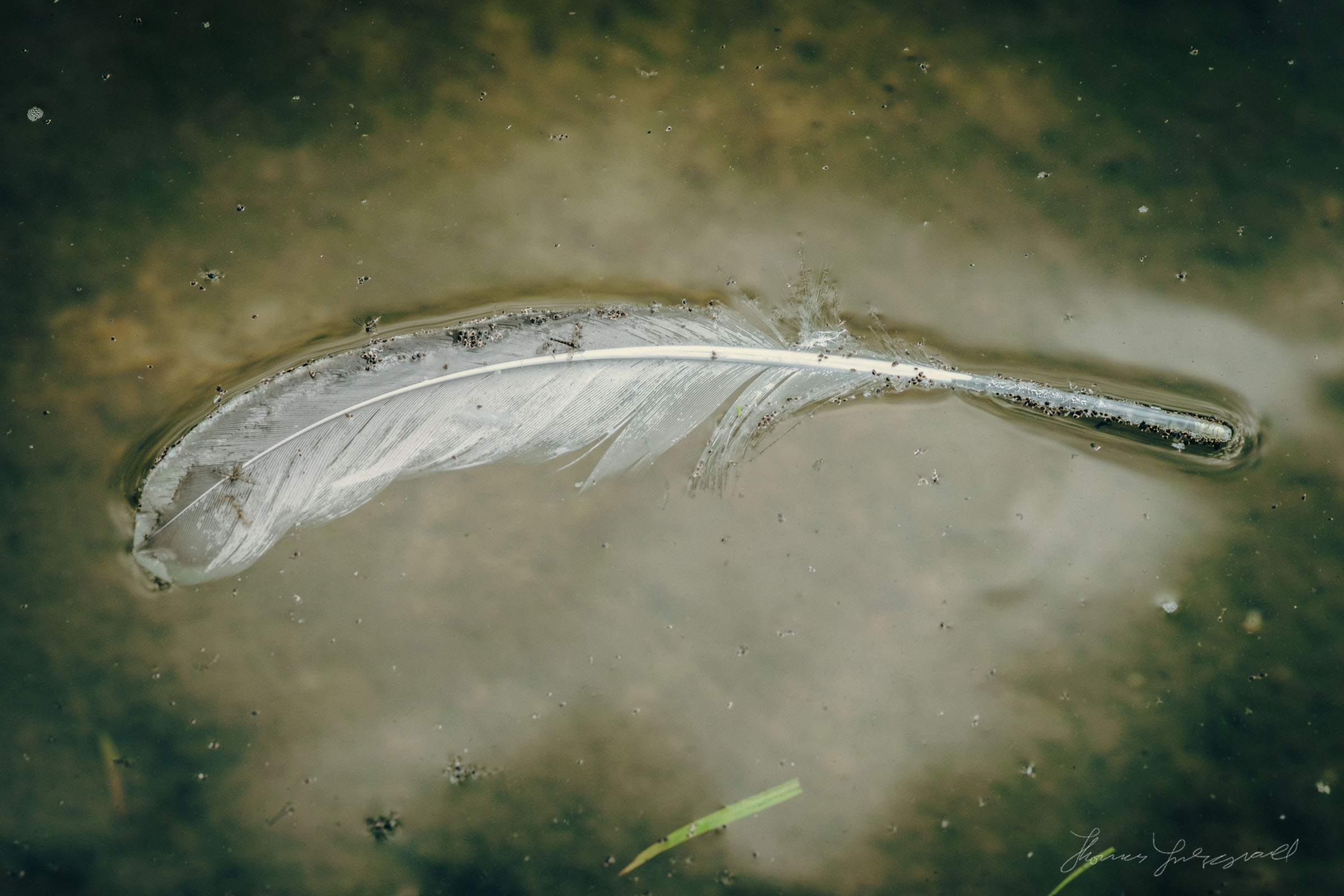 X-Pro 2 + Nikon 105mm f/2.8