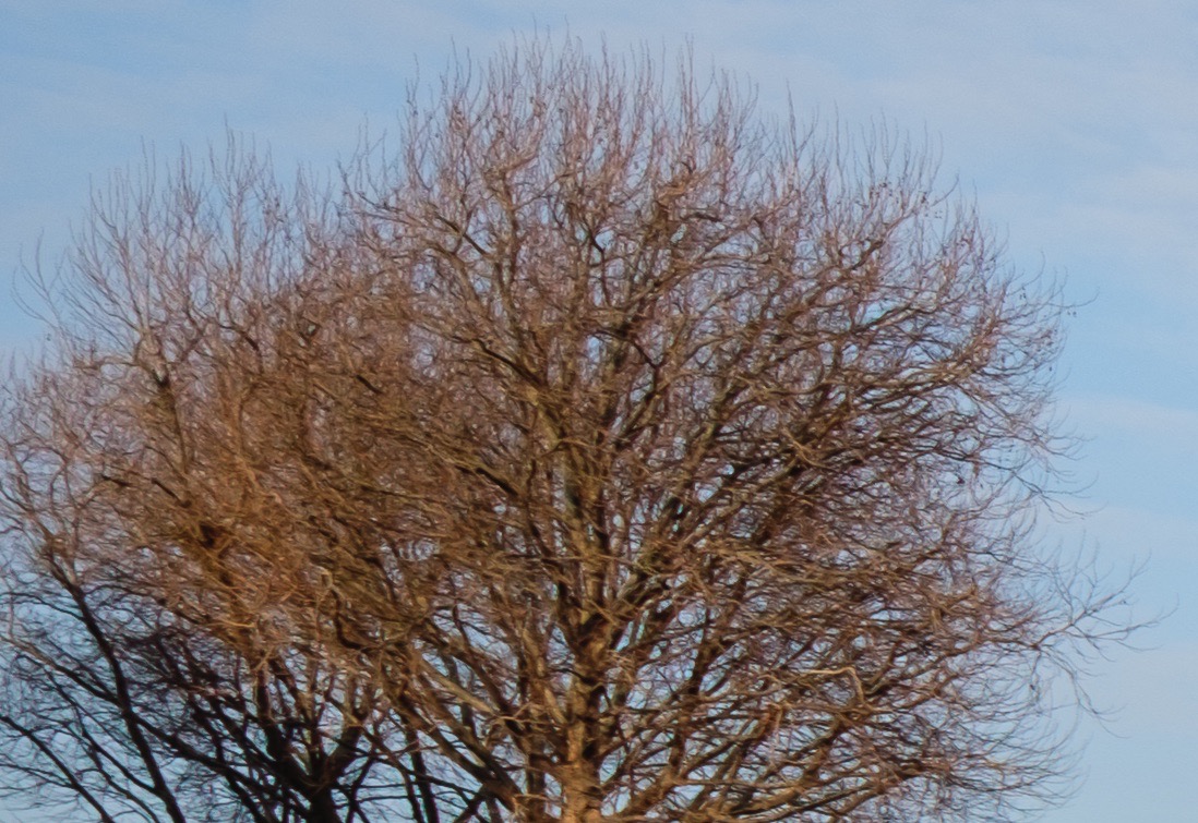 Lightroom-Tree-Crop
