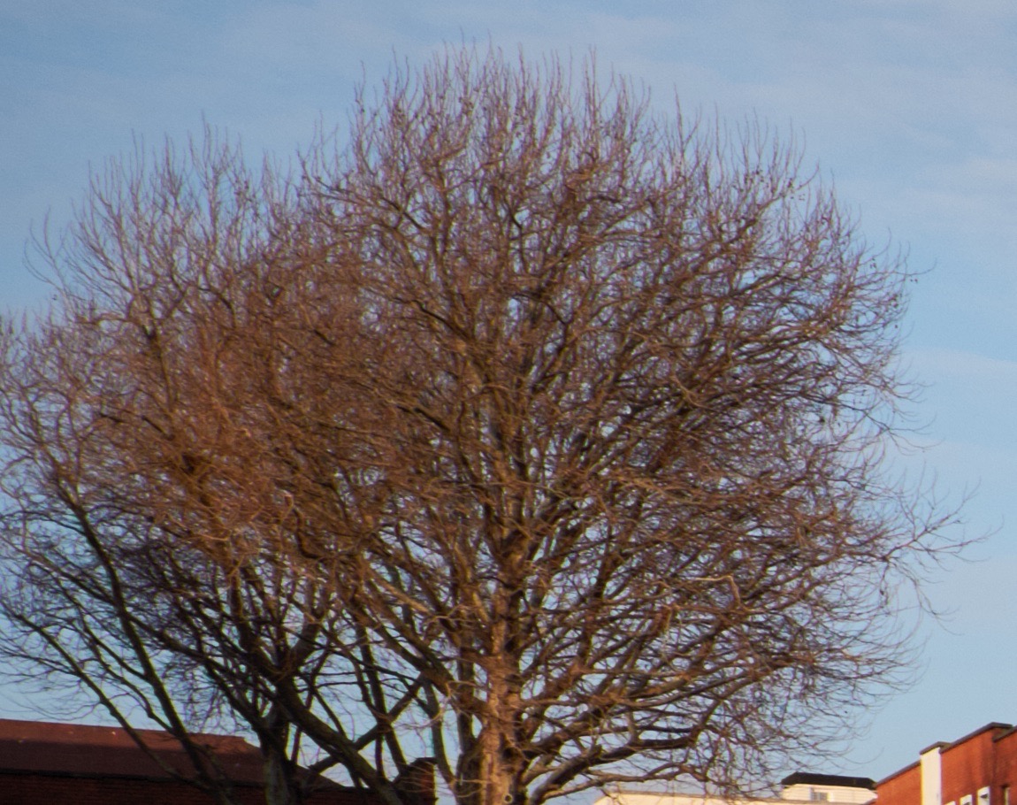Capture One - Tree Crop