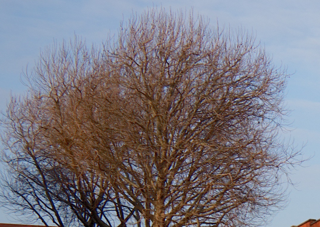 Affinity Photo - Tree Crop