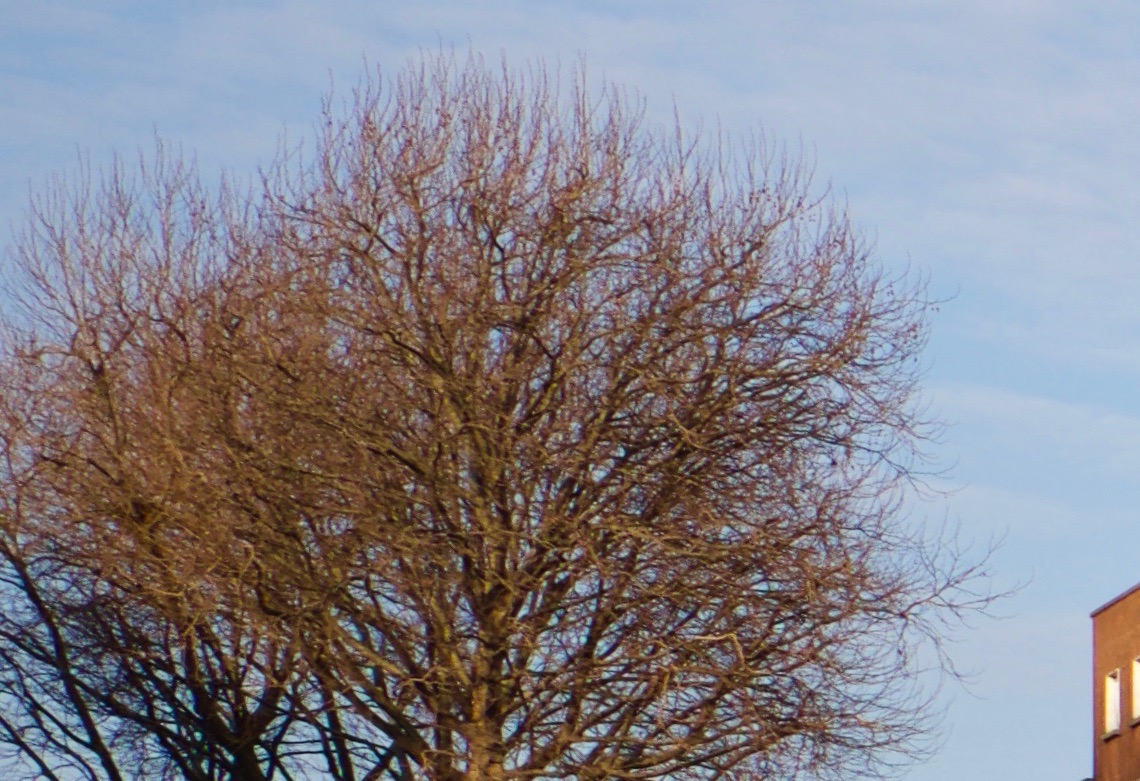 Photos - Tree Crop
