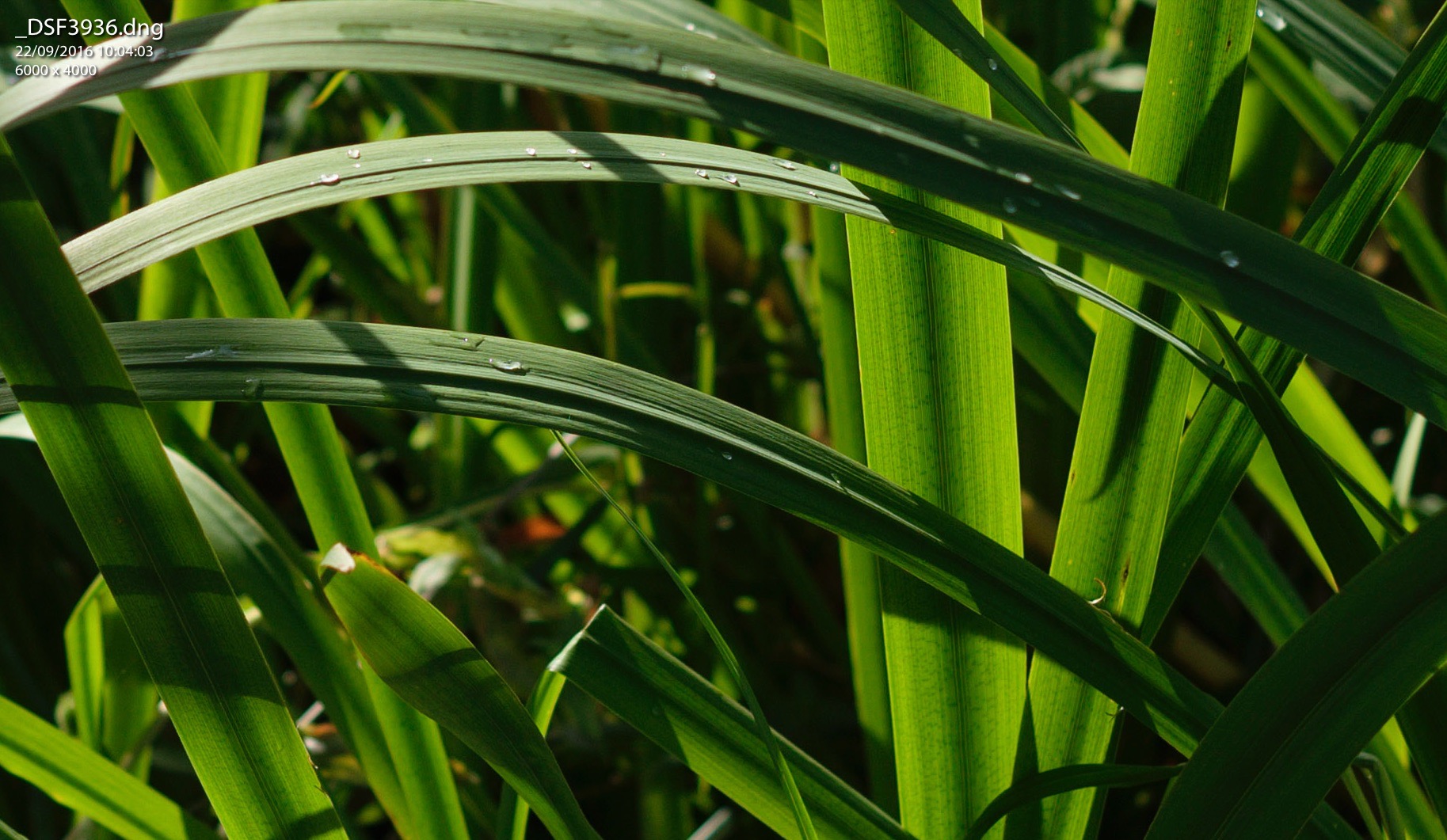 1:1 Crop of Image converted with X-Transformer and Viewed in Lightroom