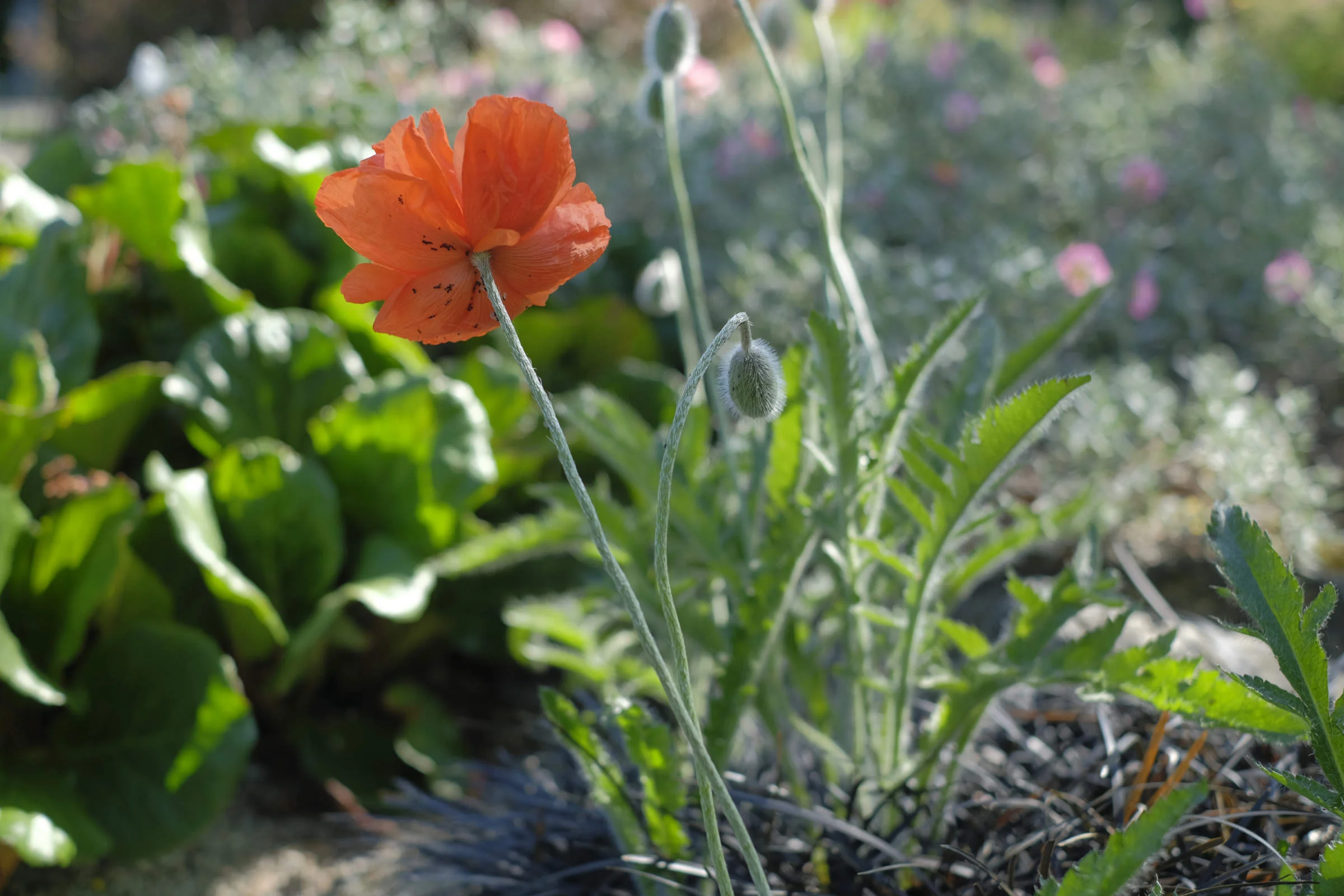 flower.jpg