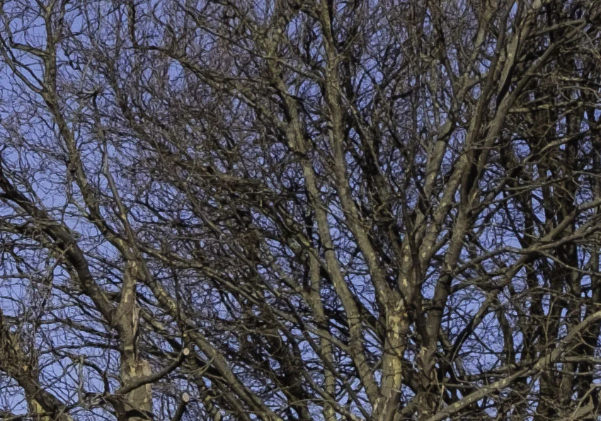 Original RAF 1:1 Crop