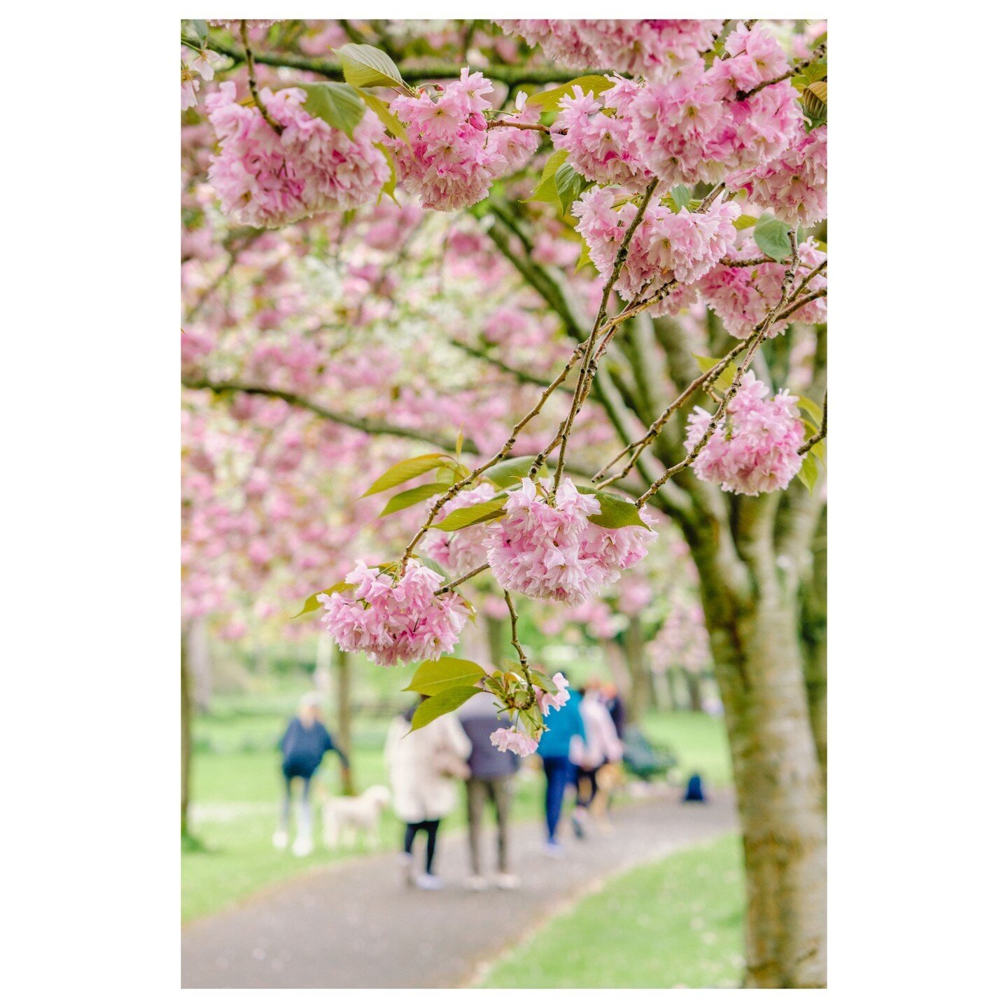 Spring has Sprung in Dublin! 🌸🌷 Went to see the gorgeous Cherry Blossoms in full bloom at Herbert Park this weekend. #CherryBlossoms #Dublin #HerbertPark #SpringVibes #FlowerPower #lovedublin #lovindublin #sakura #CherryBlossomSeason #PinkPetals #B