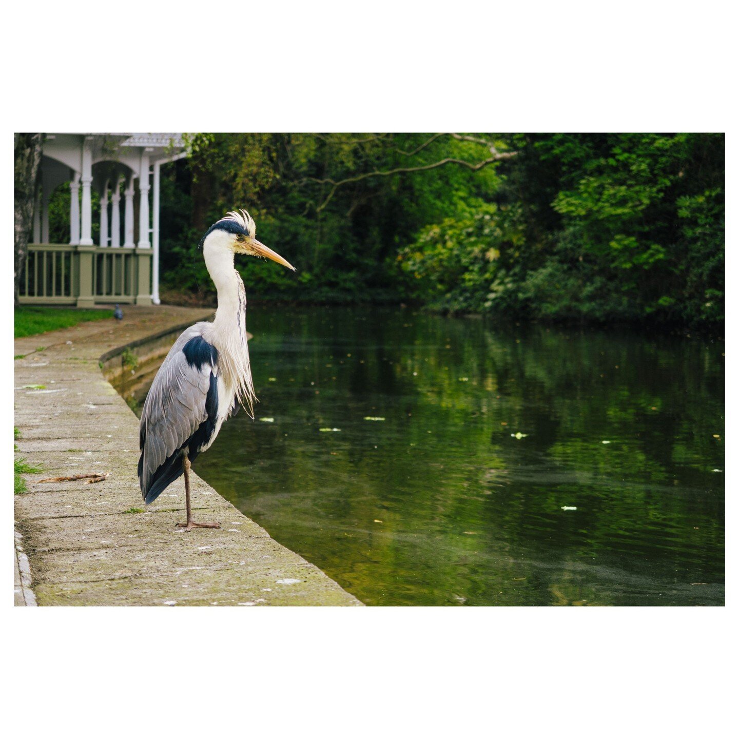 Saw an unusual looking Heron in Stephen's Green this morning. Quite a bit different from the ones you normally see around here. Anyone know what type this is or if it's not native to Ireland? #nature #park #birds #heron #ireland #loveireland
