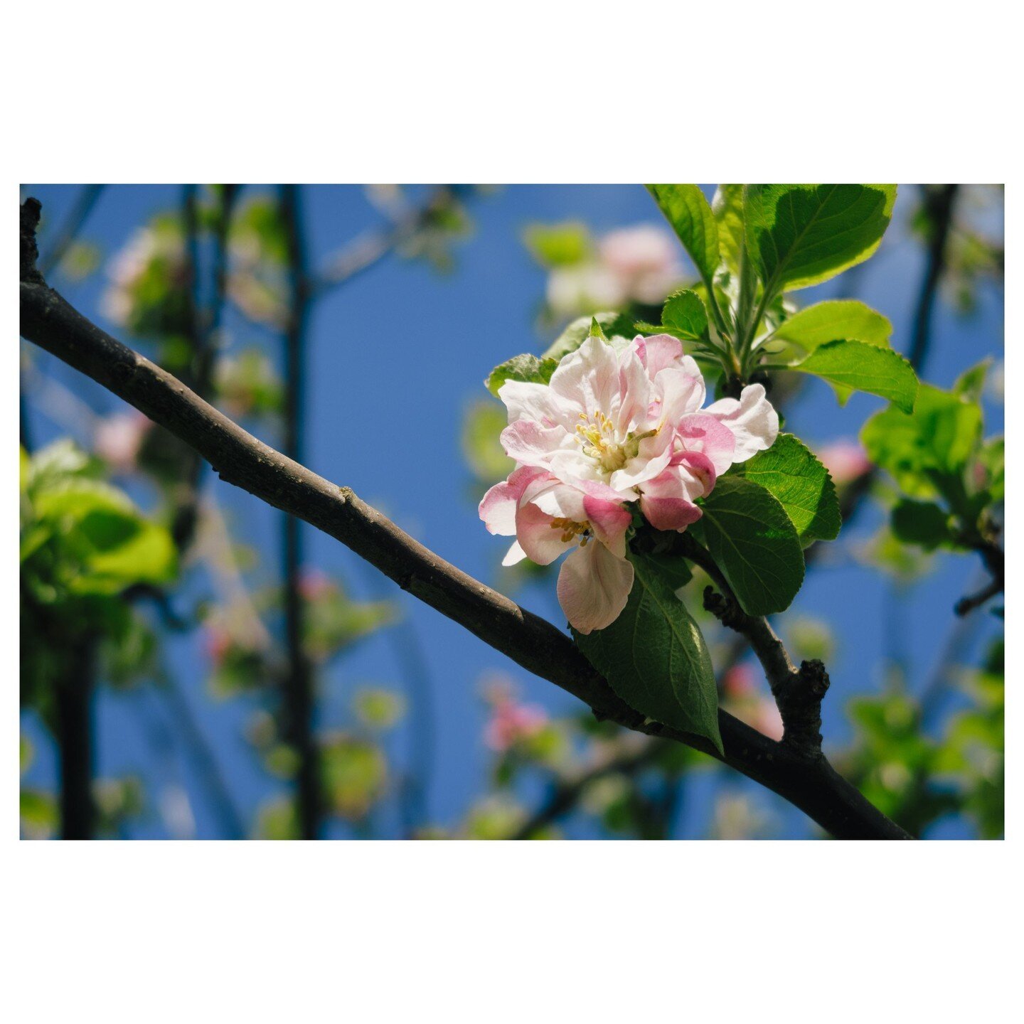 Cherry Blossom's tend to get all the glory this time of year, but let's not forget the beauty of delicate Apple Blossoms . These too are an incredibly beautiful flower and are just as enchanting!

#AppleBlossomSeason #CherryBlossomWatch #SpringBlooms