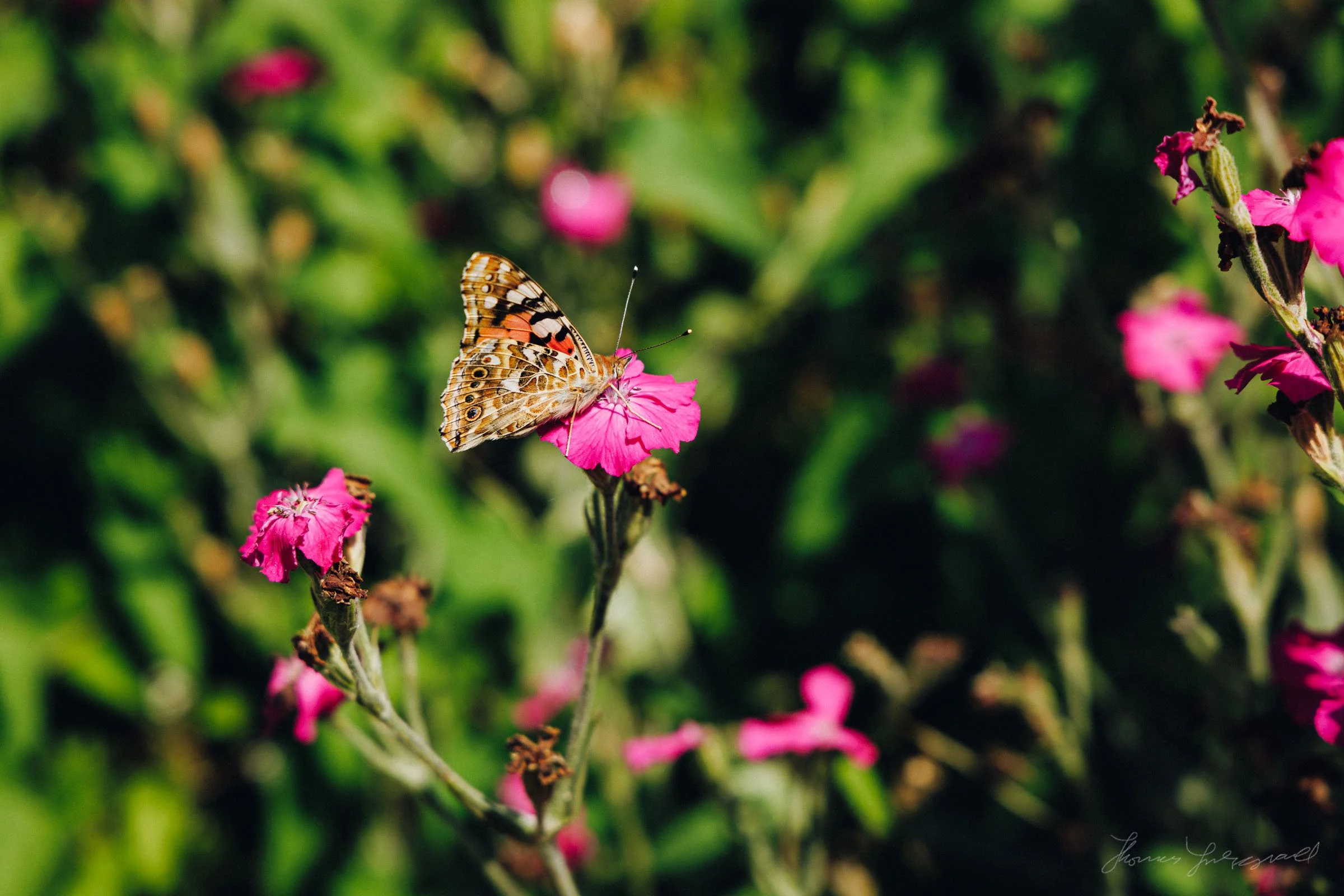 Monarch or tiiger Butterly on a plant