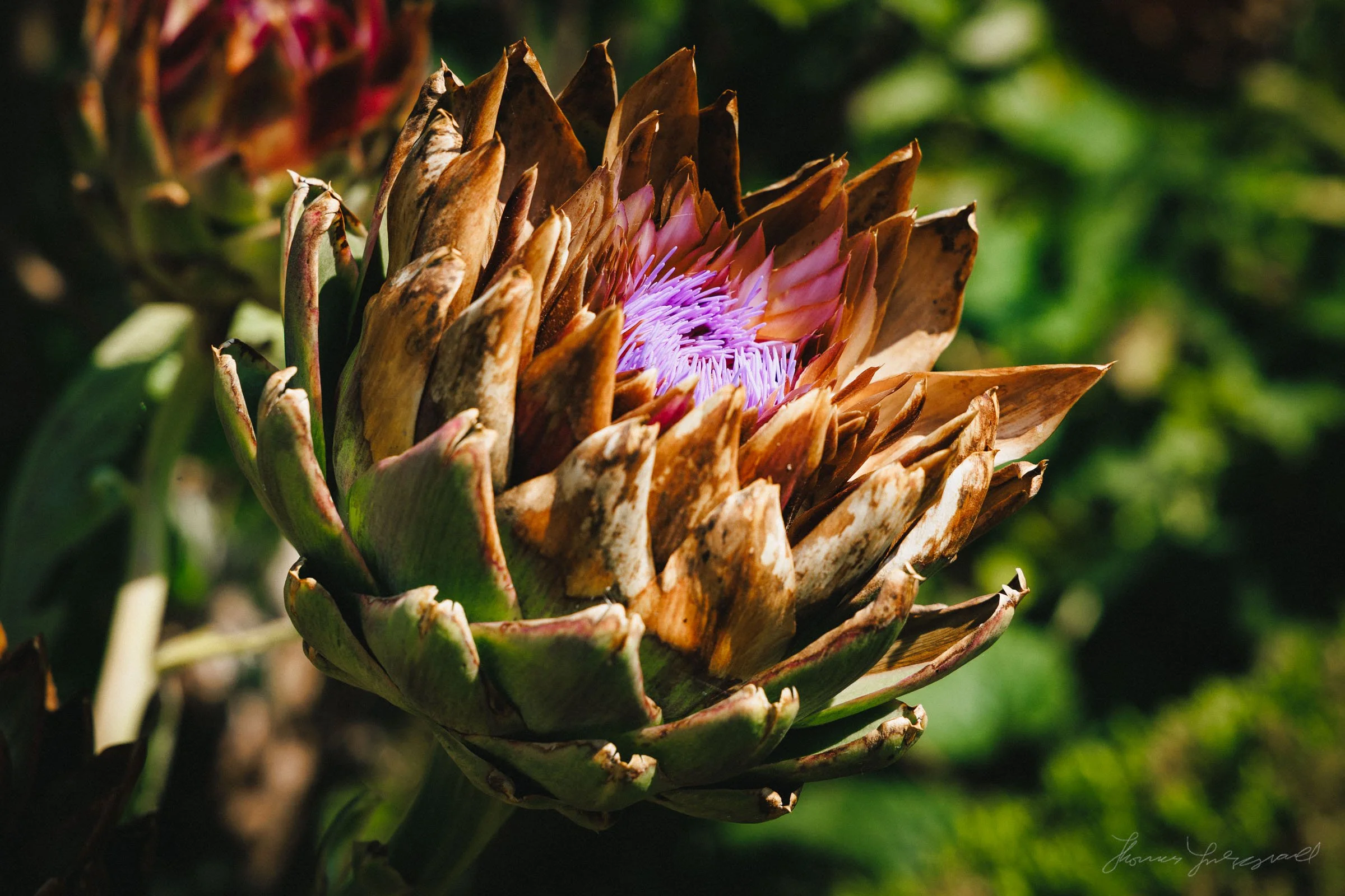Closeup of flower, taken with 24-005mm lens
