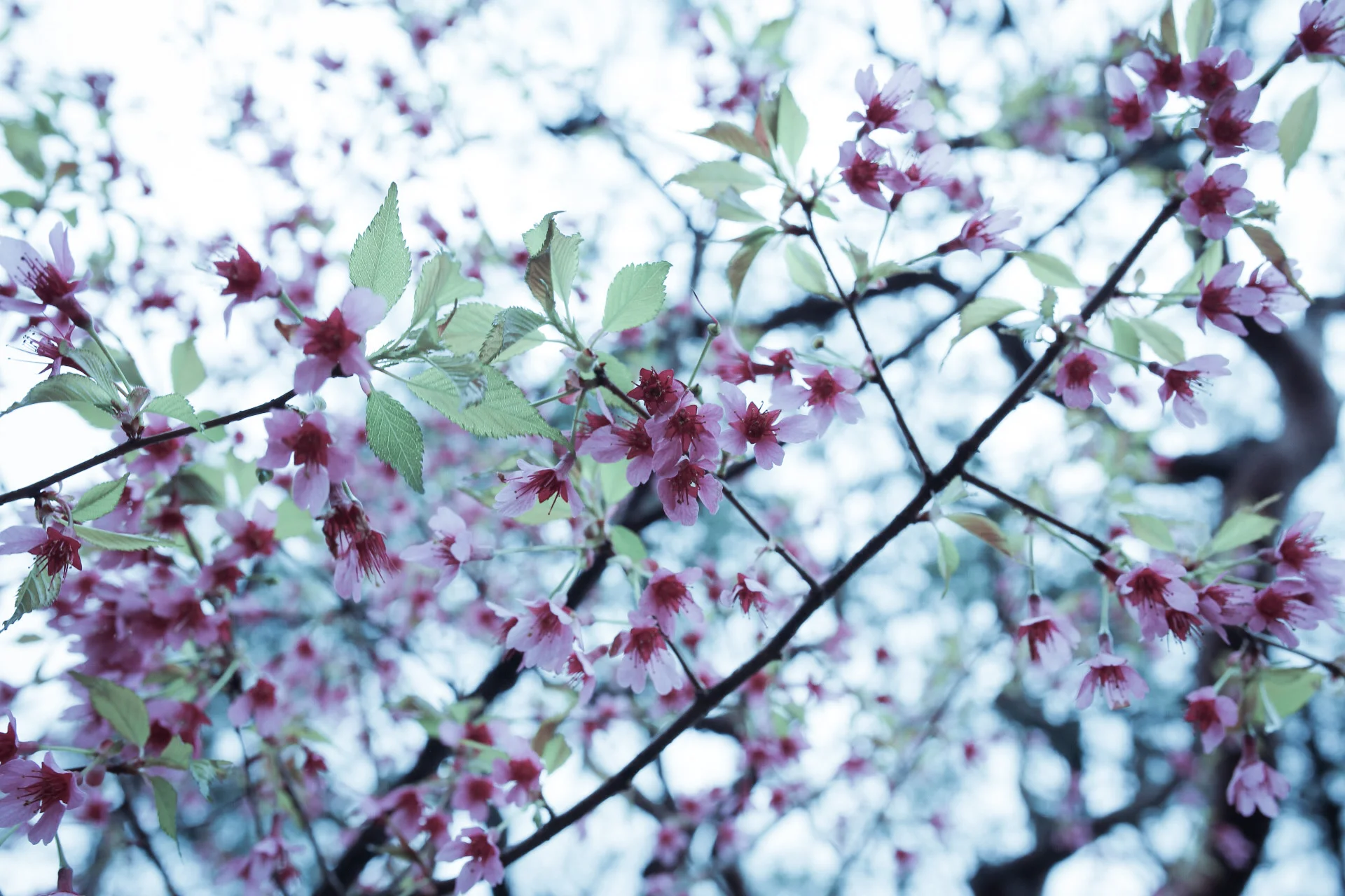 うつろひ草子 vol.1