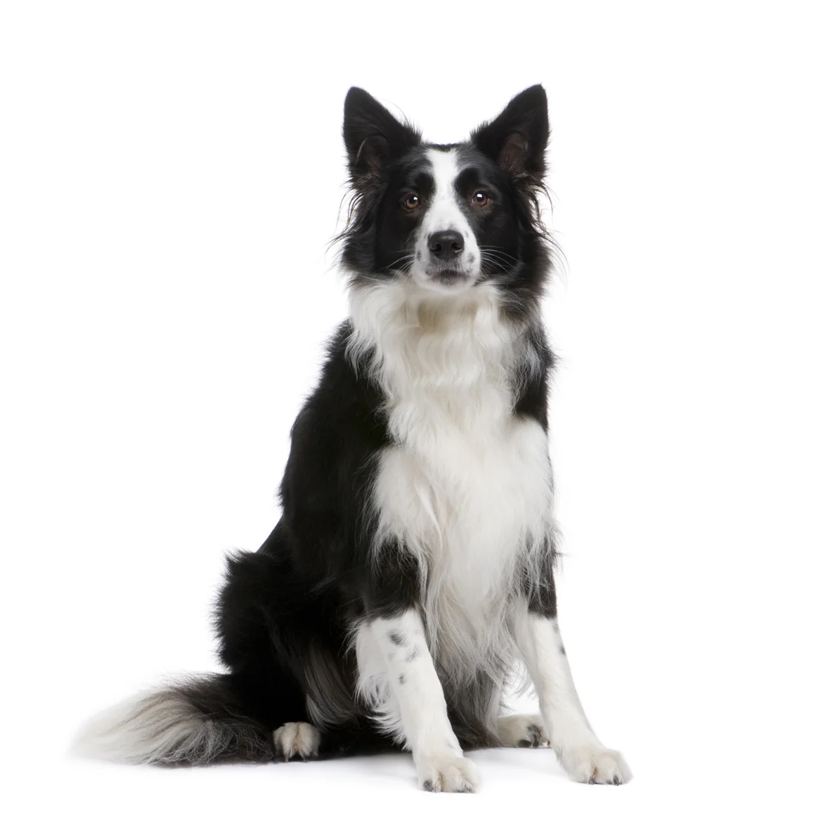 shutterstock_22541827.jpg