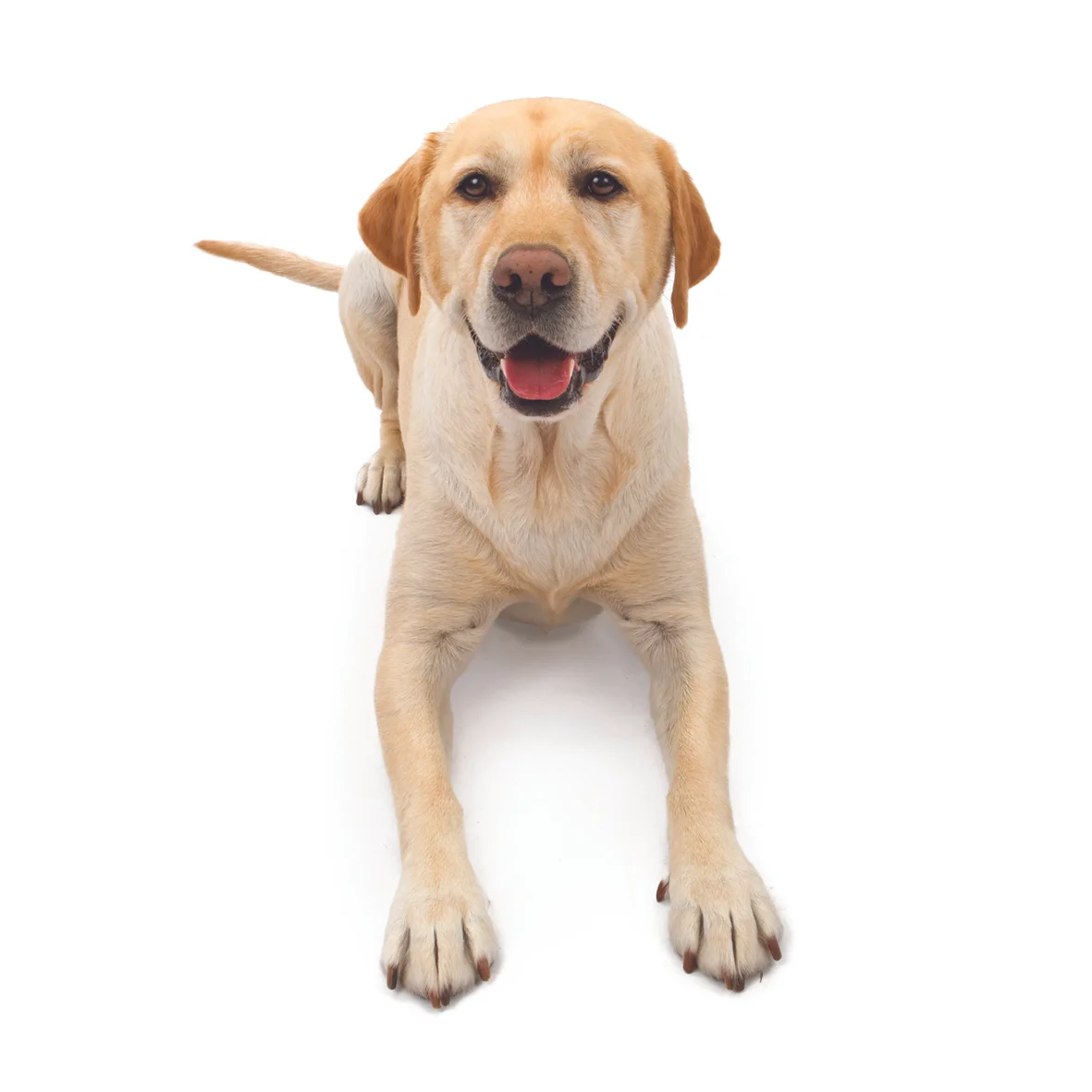 shutterstock_22541827.jpg