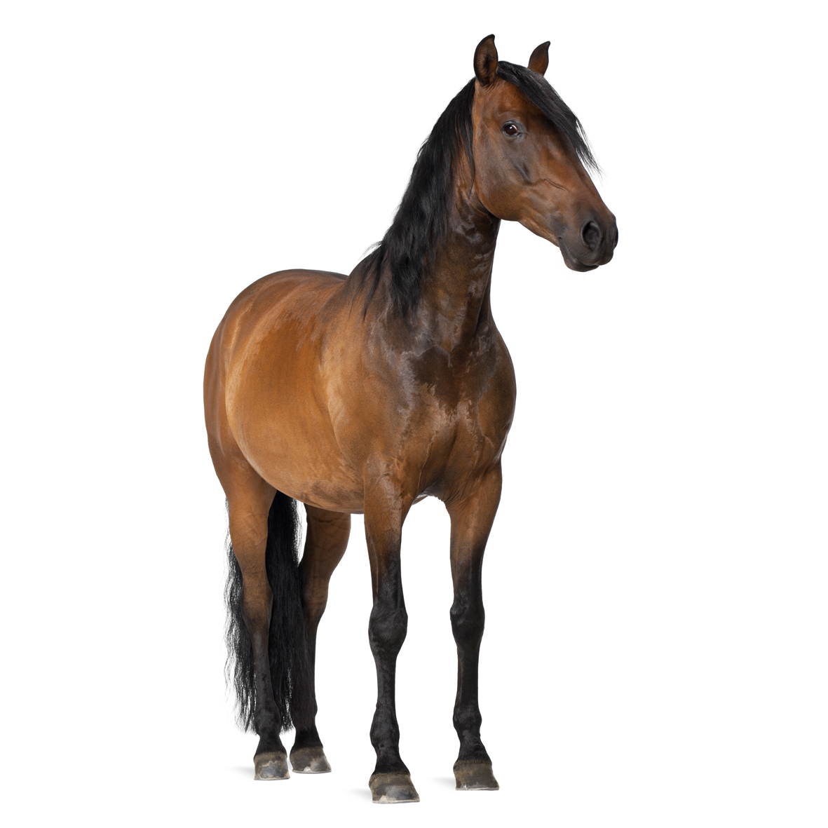 Many horses will benefit from a regular check up to maintain their overall comfort.