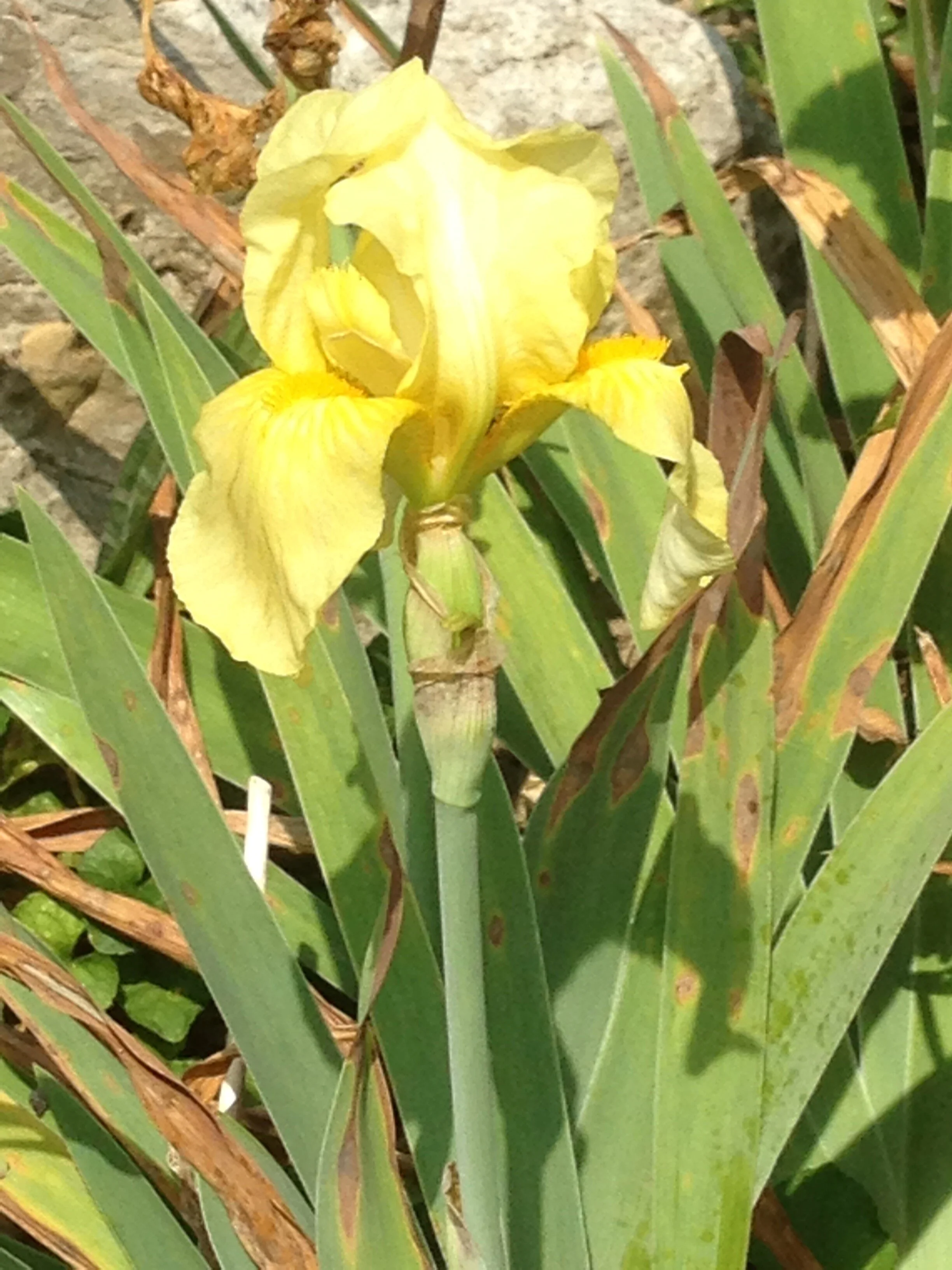 IMG_8062.jpeg