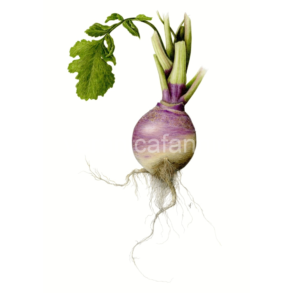 image_original_82cf61ab36f933665e5742d1e582f972.png