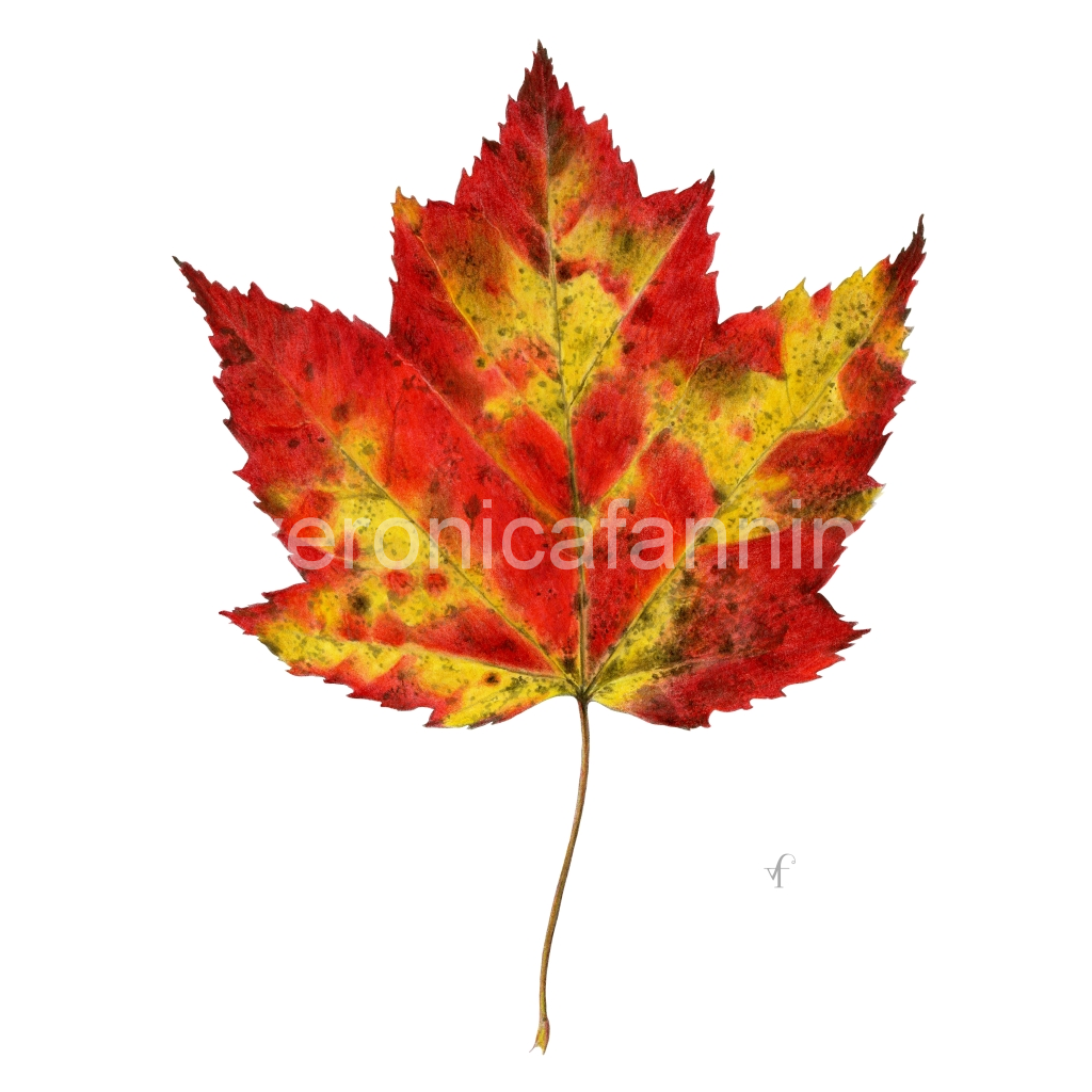 image_original_82cf61ab36f933665e5742d1e582f972.png
