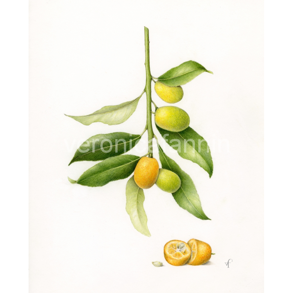 image_original_82cf61ab36f933665e5742d1e582f972.png
