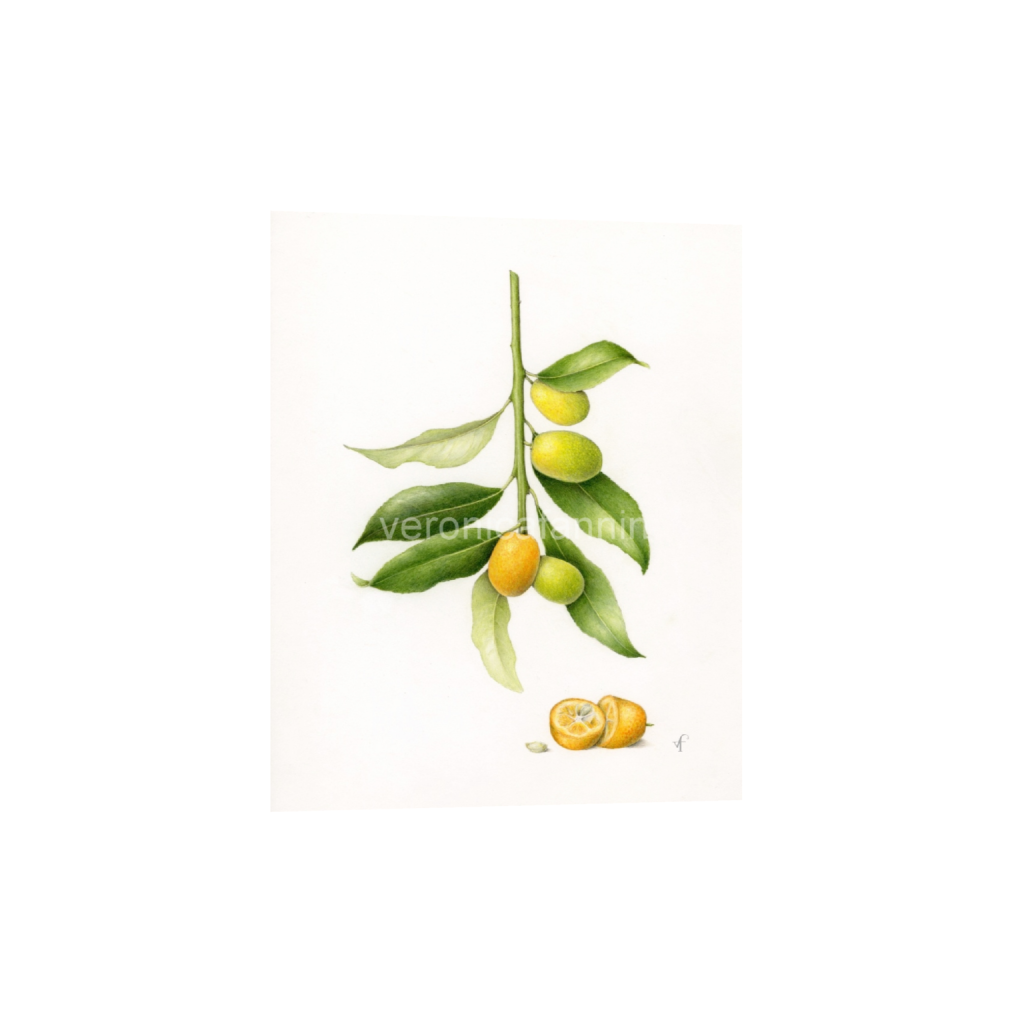 ptq_34_6_13_0_5929_7412_0_false_ffffff_0_0_82cf61ab36f933665e5742d1e582f972.png