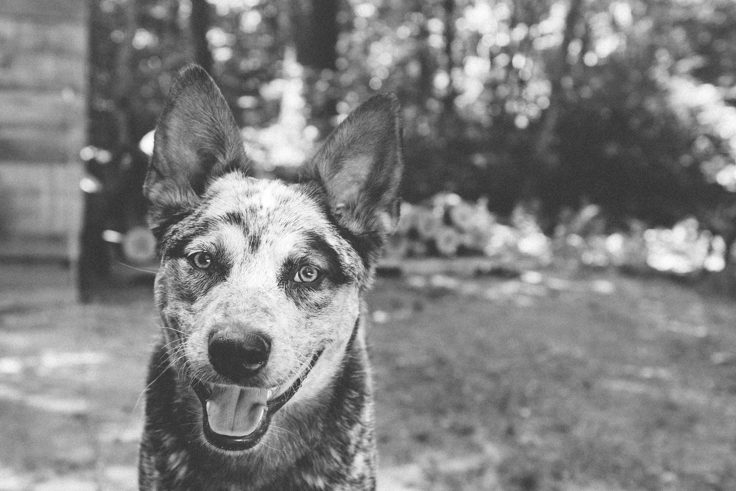 Grizzly: frequent Instagram model, bestie, thinks he's an actual bear 