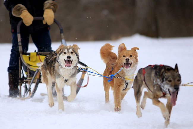 A team takes off during one of the seven sled dog races at Marmora SnoFest, Jan. 31, 2015. Emily Mountney-Lessard/The Intelligencer/QMI Agency