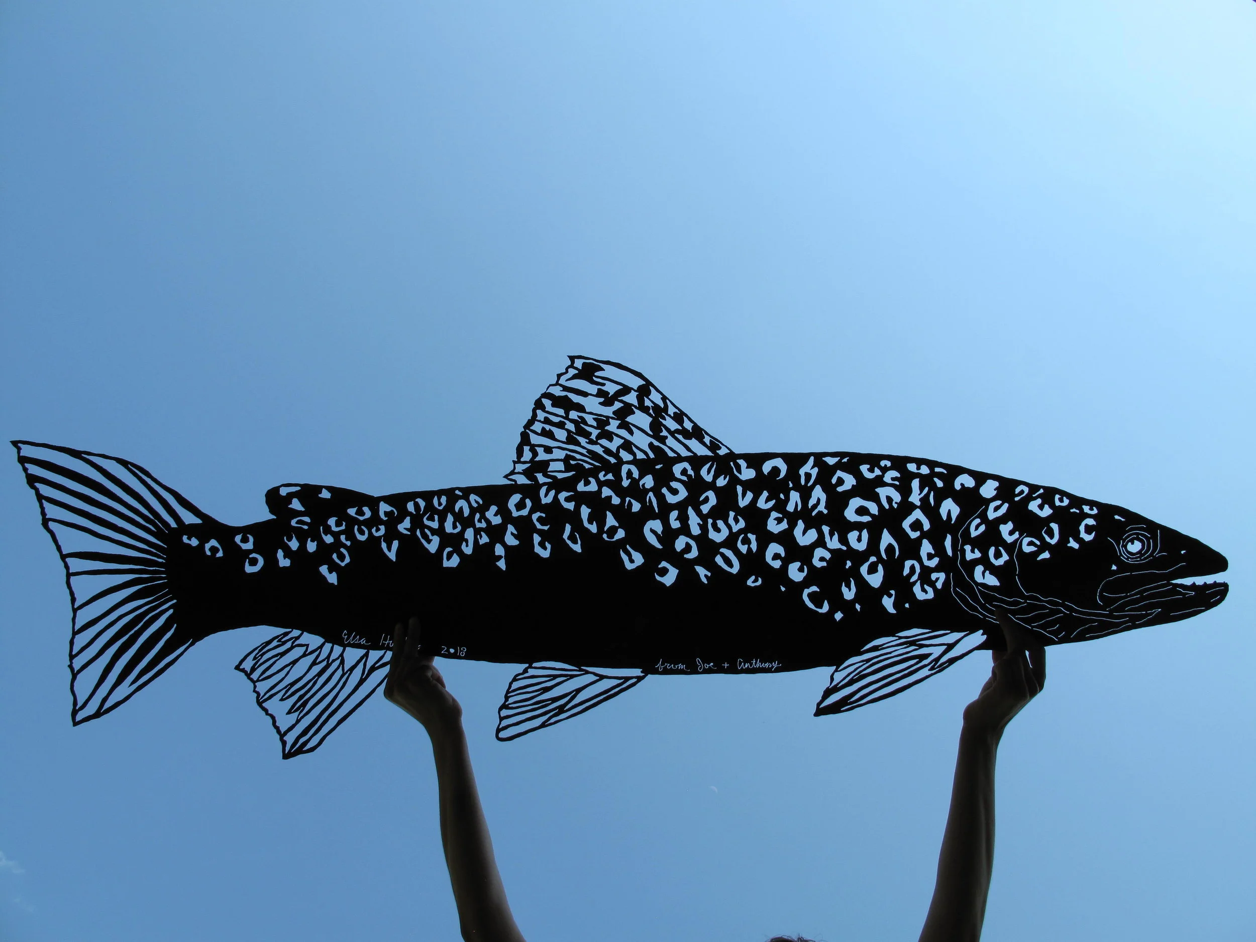 brown trout