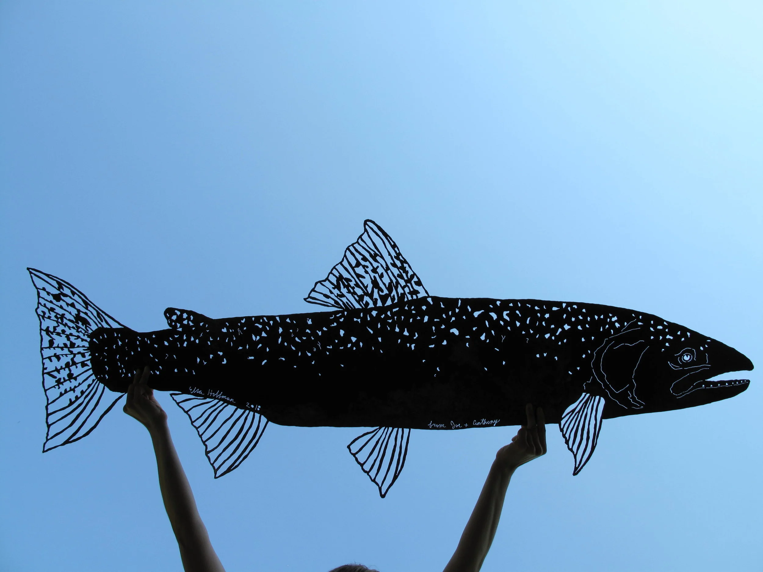 steelhead trout