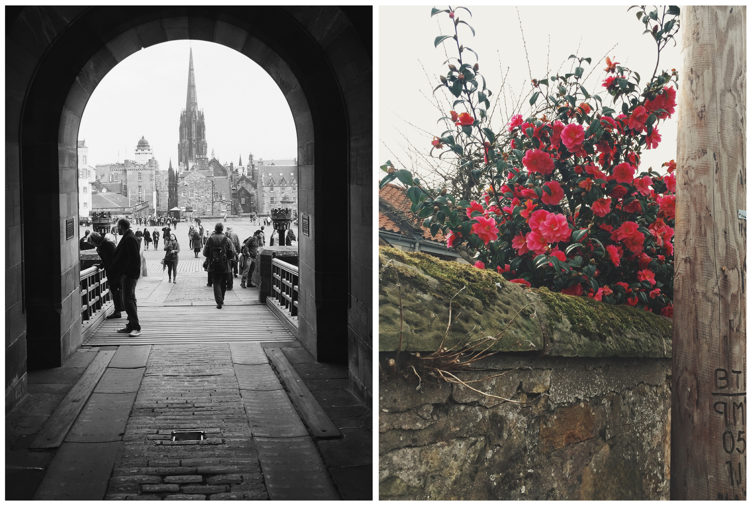 View from Edinburgh Castle // Flowers in St. Andrews