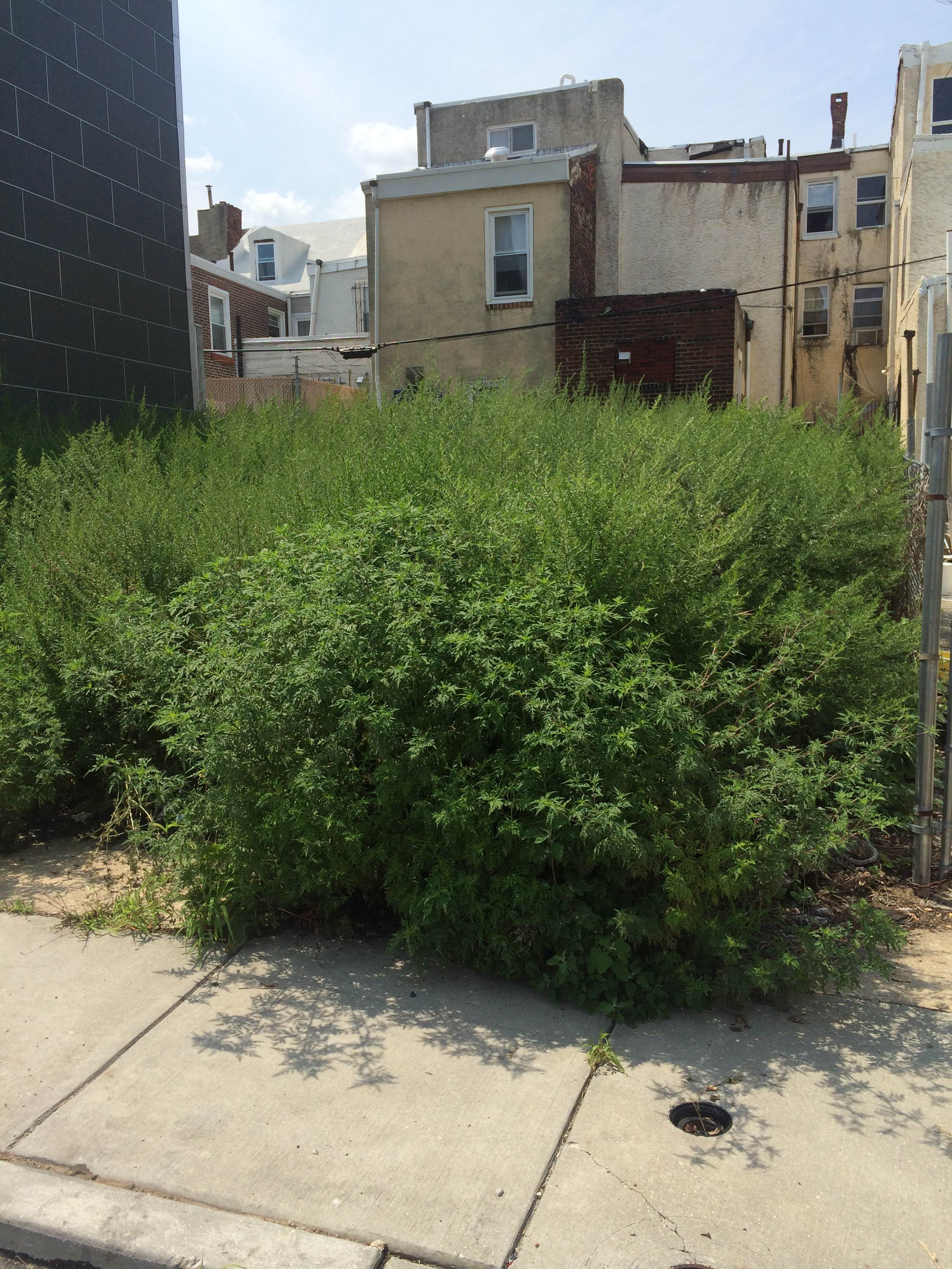 The lot on the 1300 block of Palethorp before SKCP & Philly 311 intervention