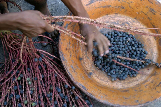 harvesting-acai.jpg