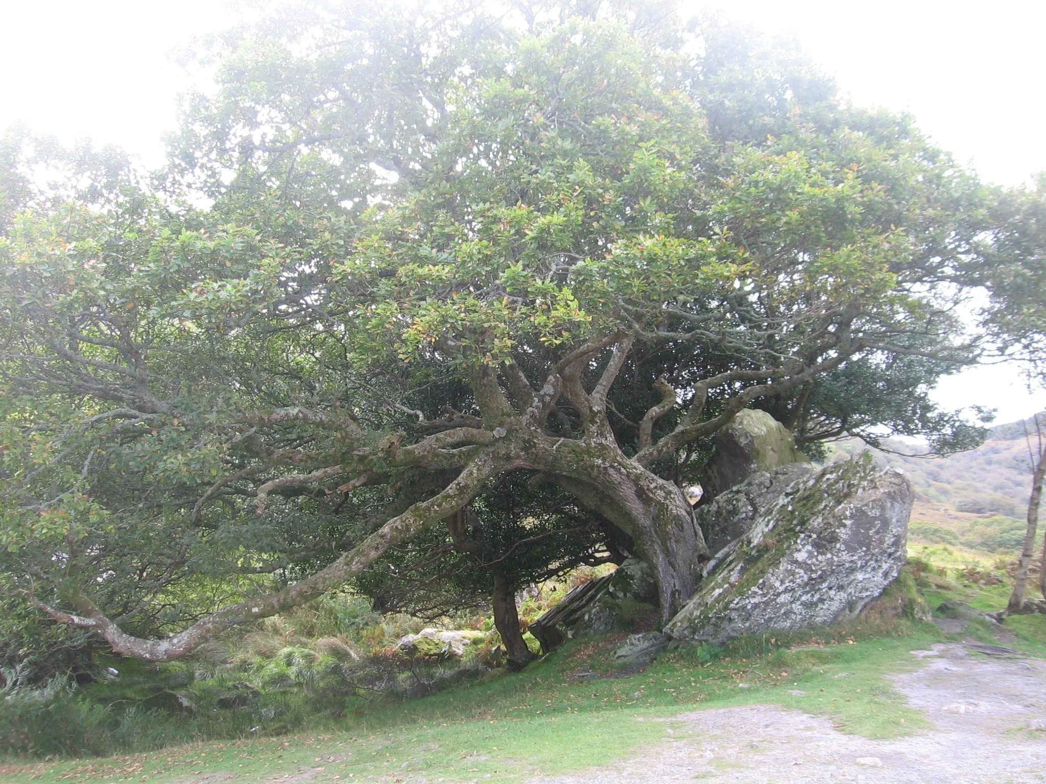 tree.jpg