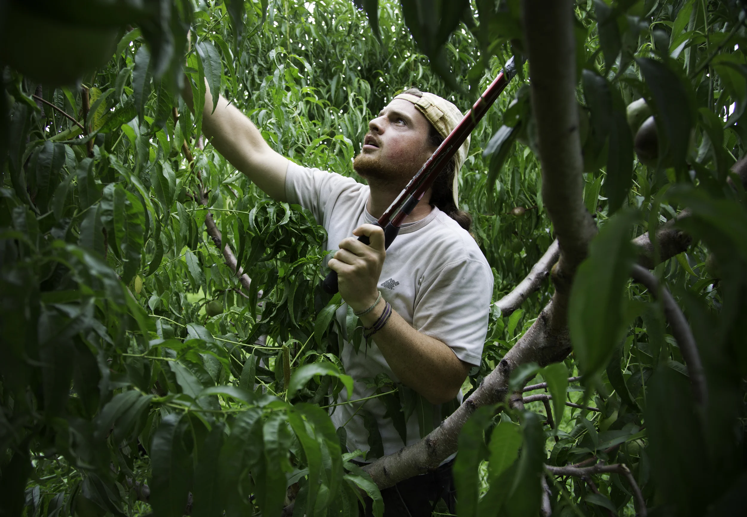 William McCaffrey, an orchard specialist at Fishkill Farms, prunes branches on a peach tree at Fishkill Farms in Hopewell Junction, New York.