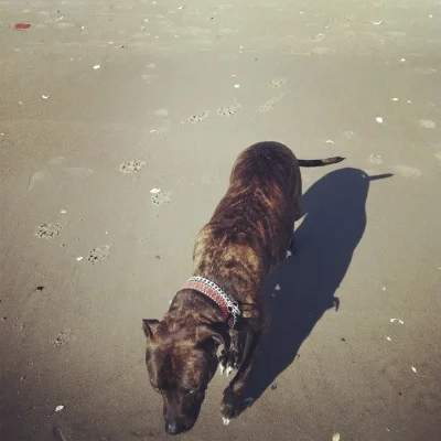 Winter rest day means Coney Island day with Shooter