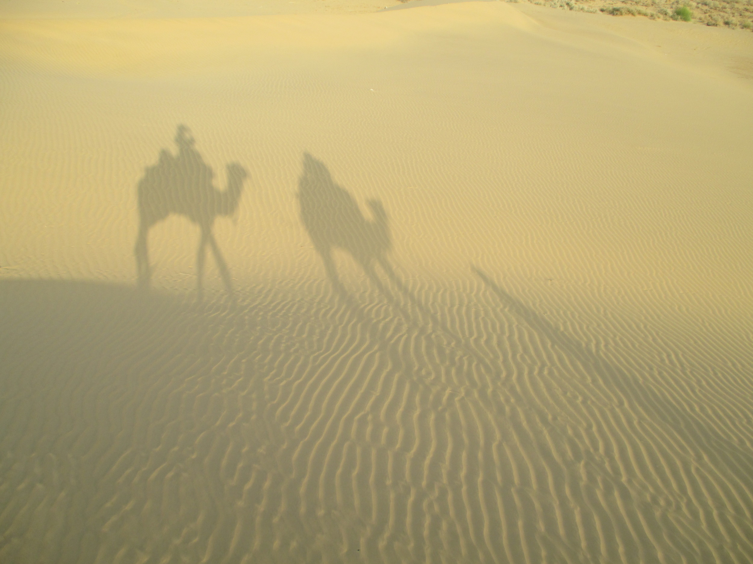 long two camel shadow.JPG