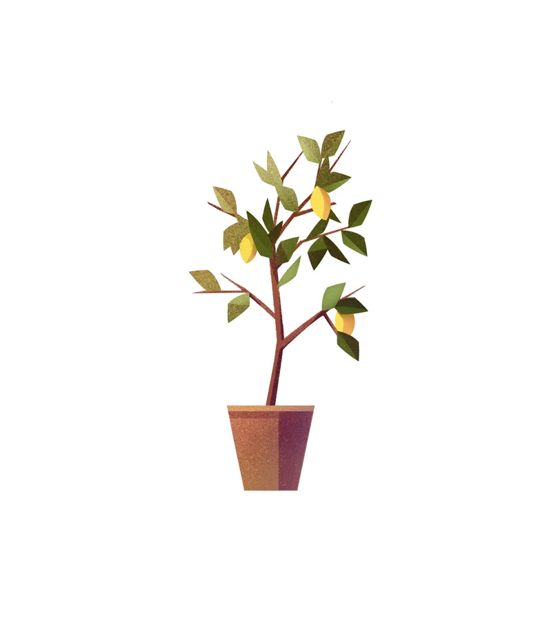 lemon_tree.jpg