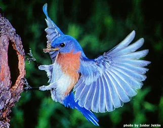 Marquee Magazine: Faceman At The Bluebird