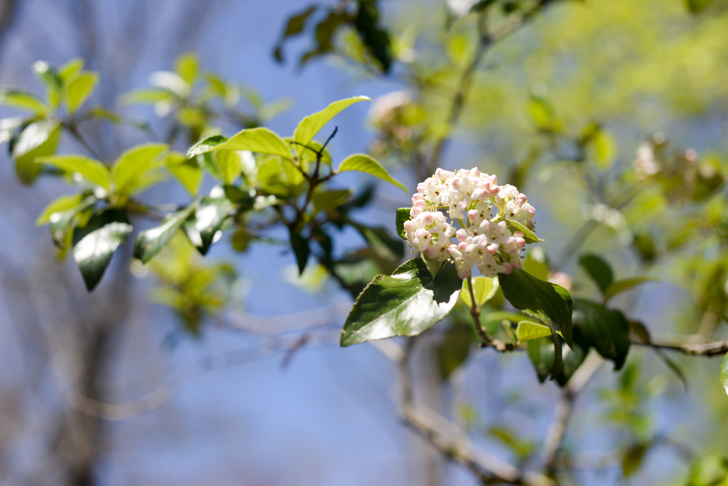 150404_hkp_botanicalgardens016.jpg