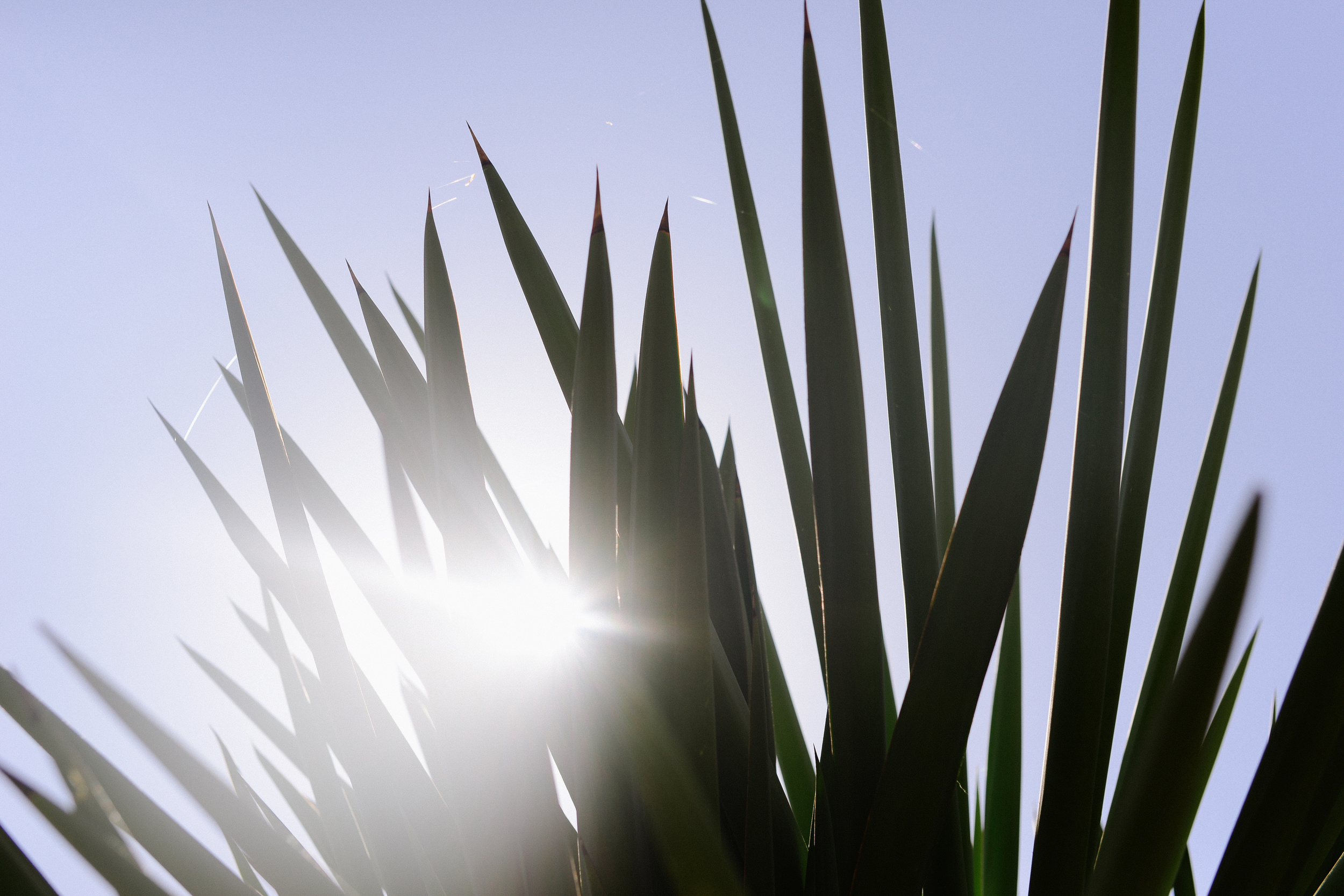 150404_hkp_botanicalgardens014.jpg