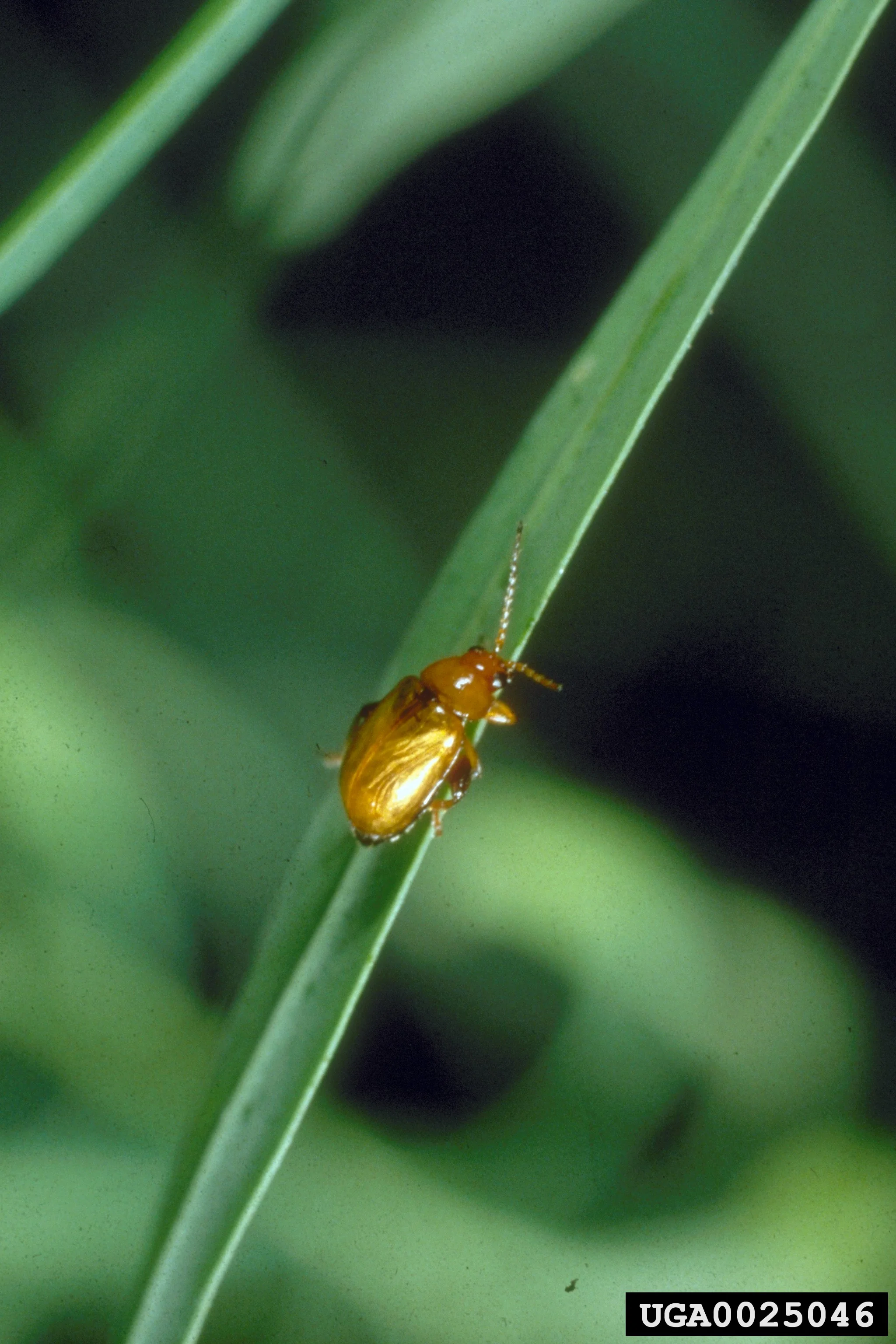 USFS Report on BioControl Monitoring from 2011 Symposium