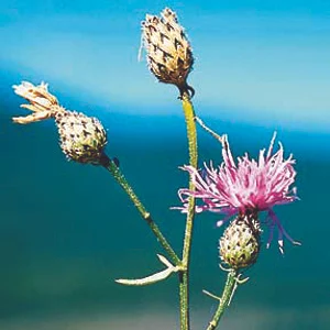 Summary of Weed Management Activities 1996 –2004