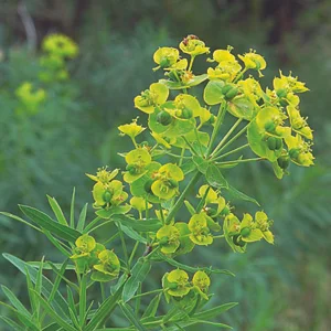 Leafy Spurge Management on the Smith River (1996)
