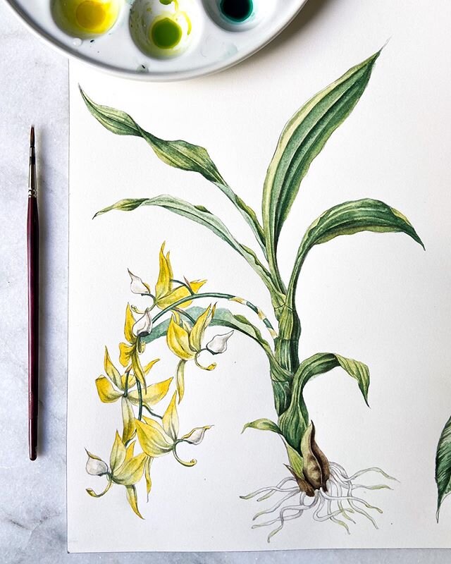 Orchid painting for Fall 2020 prints.