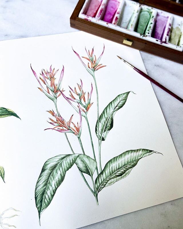 Painting Heliconia adeleana for our Marchesa Notte Fall collection. Usually I paint and draw traditionally &lsquo;pretty&rsquo; flowers. This collection was interesting as the inspiration was famous botanical artist Margaret Mee and her amazing catal