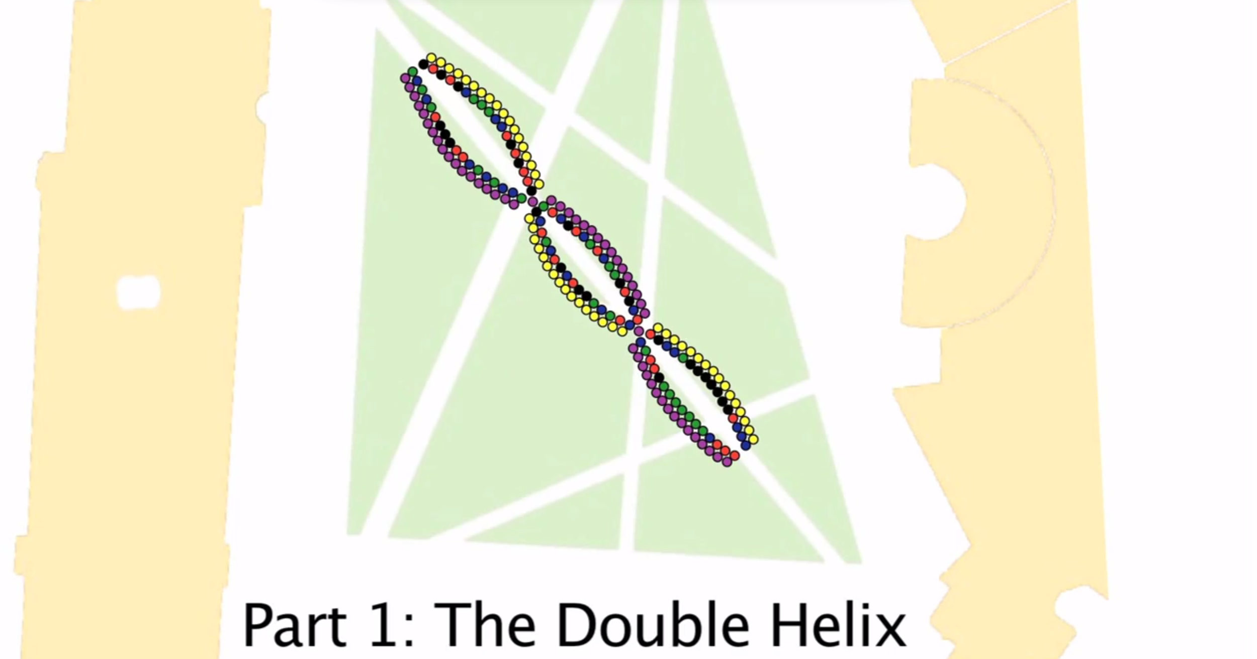 The Human DNA Strand