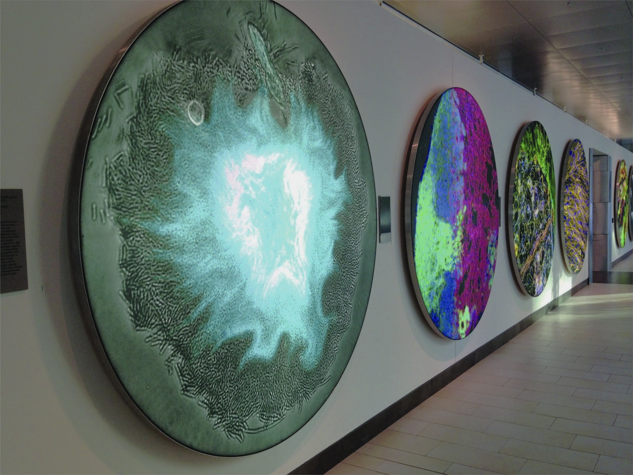 Supernova, Koch Institute Gallery, 2014