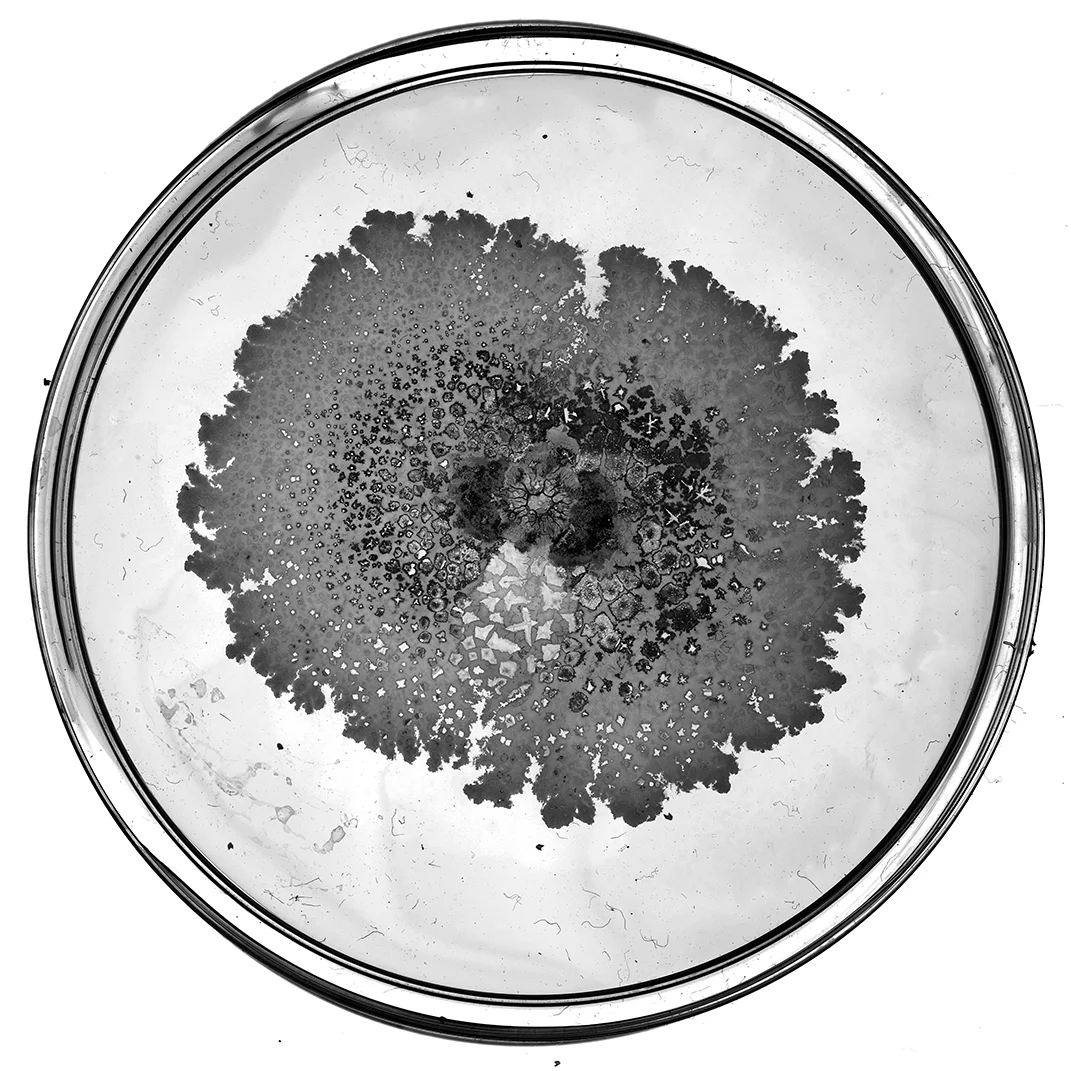 Florida Soil 3bw-resized.jpg