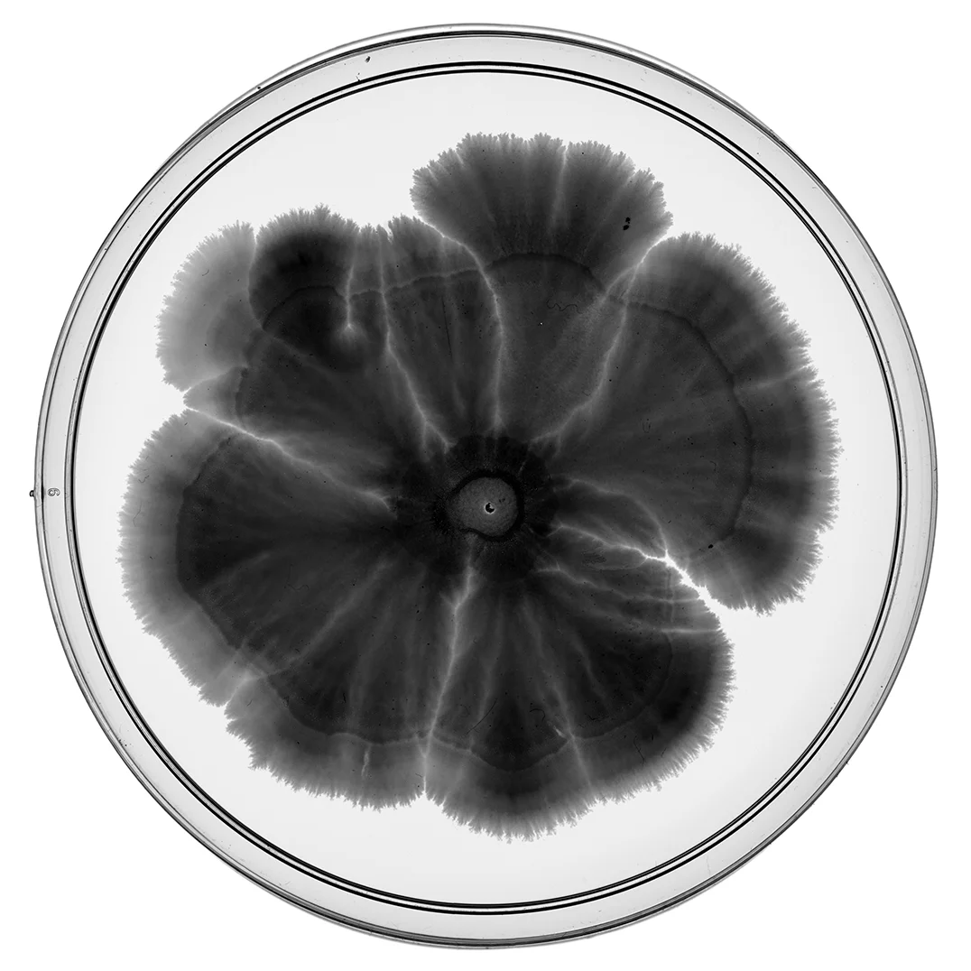 fossil5.jpg